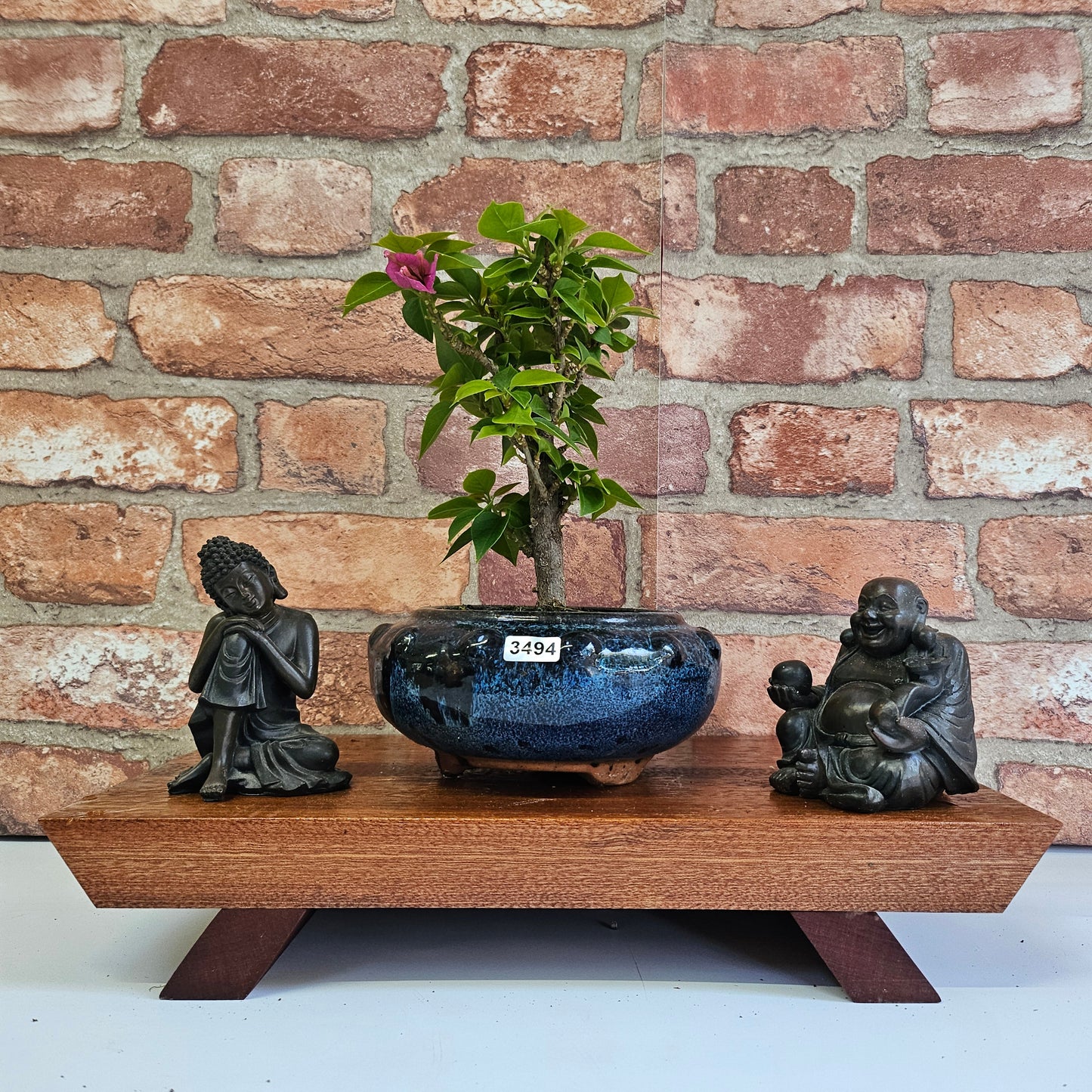 Bougainvillea Bonsai Tree | Broom | In 15cm Pot