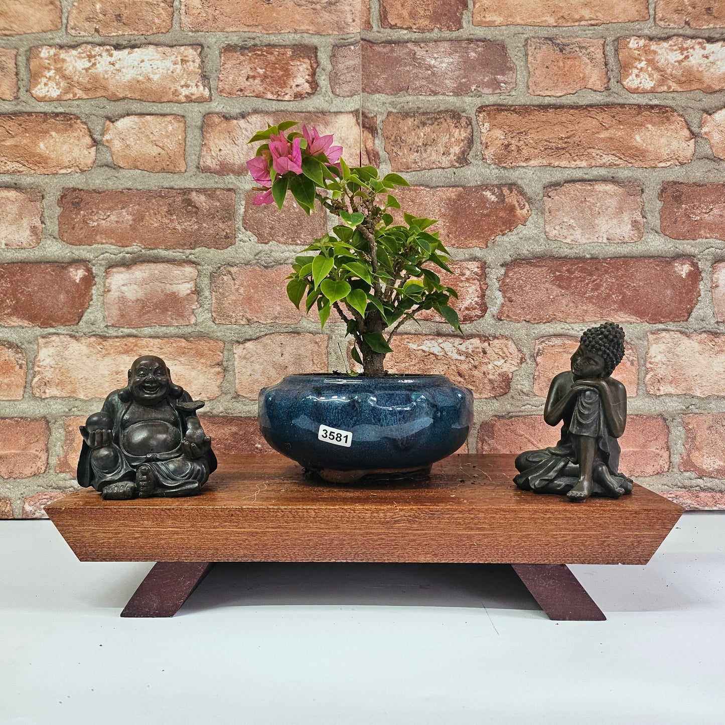 Bougainvillea Bonsai Tree | Broom | In 15cm Pot