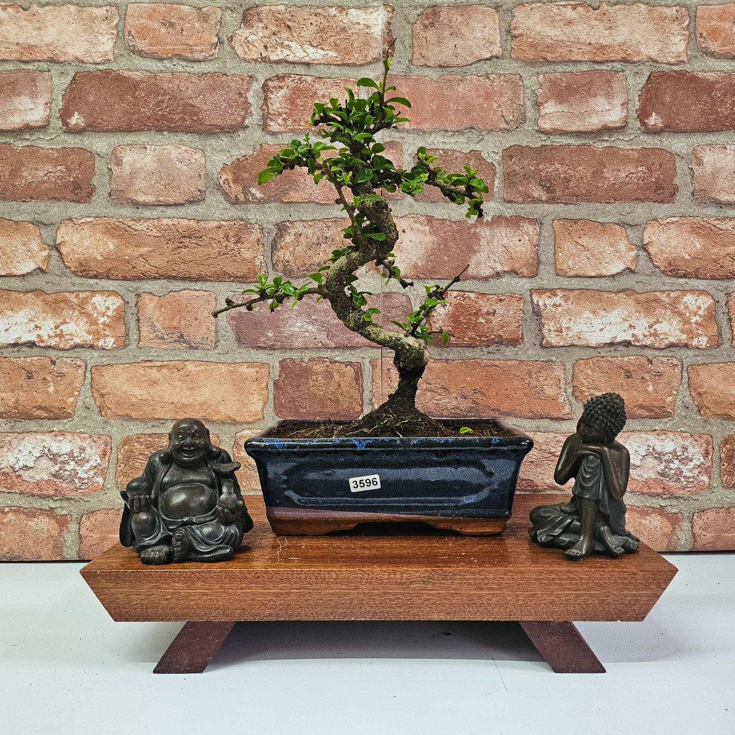 Fukien Tea Tree (Carmona Retusa) Bonsai Tree | Shaped | In 15cm Pot