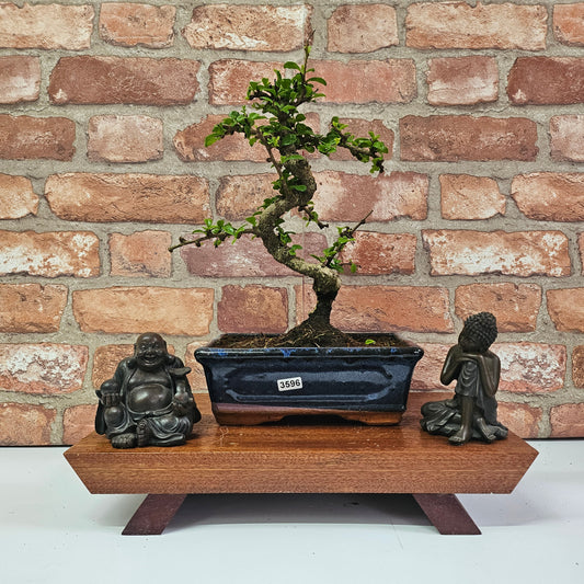 Fukien Tea Tree (Carmona Retusa) Bonsai Tree | Shaped | In 15cm Pot