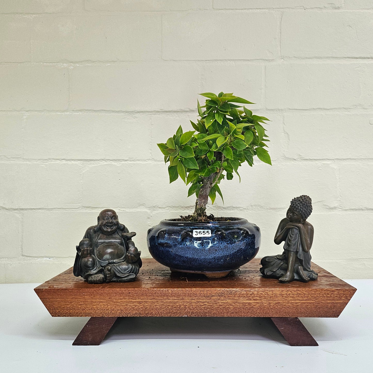 Bougainvillea Bonsai Tree | Broom | In 15cm Pot