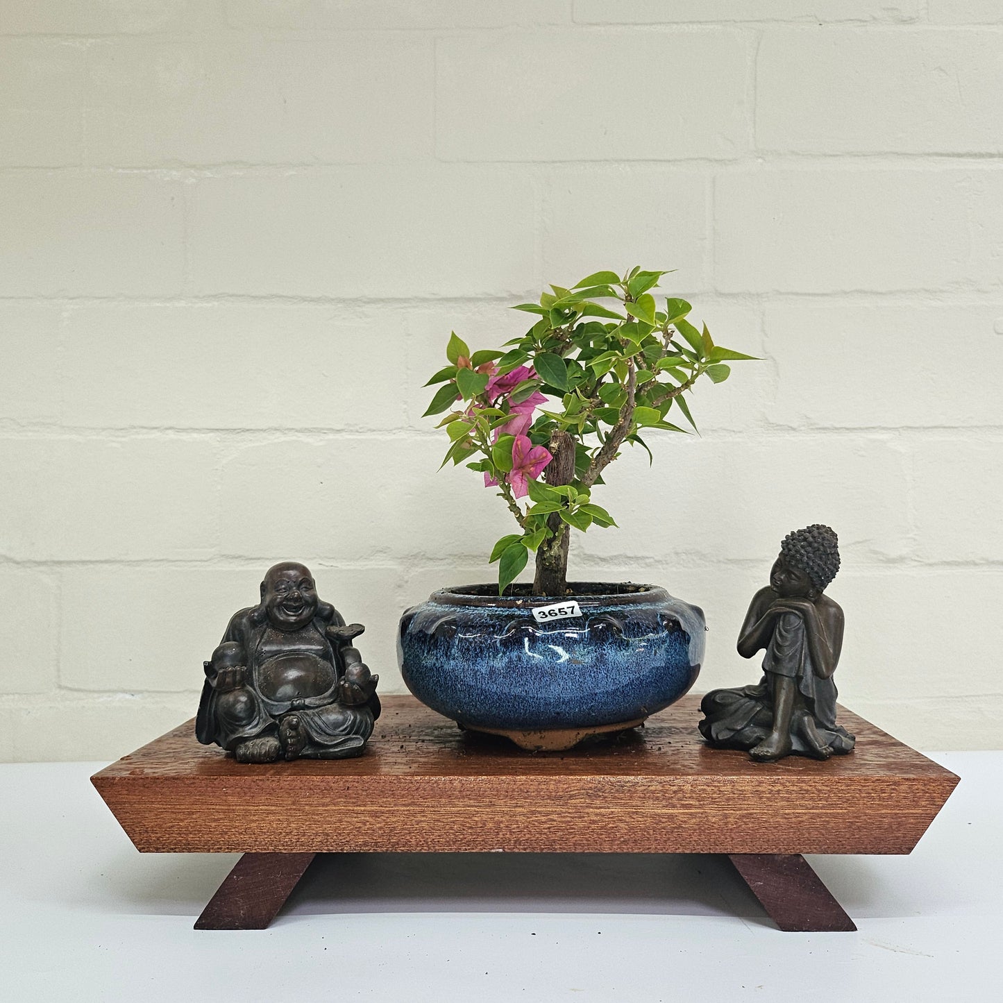 Bougainvillea Bonsai Tree | Broom | In 15cm Pot