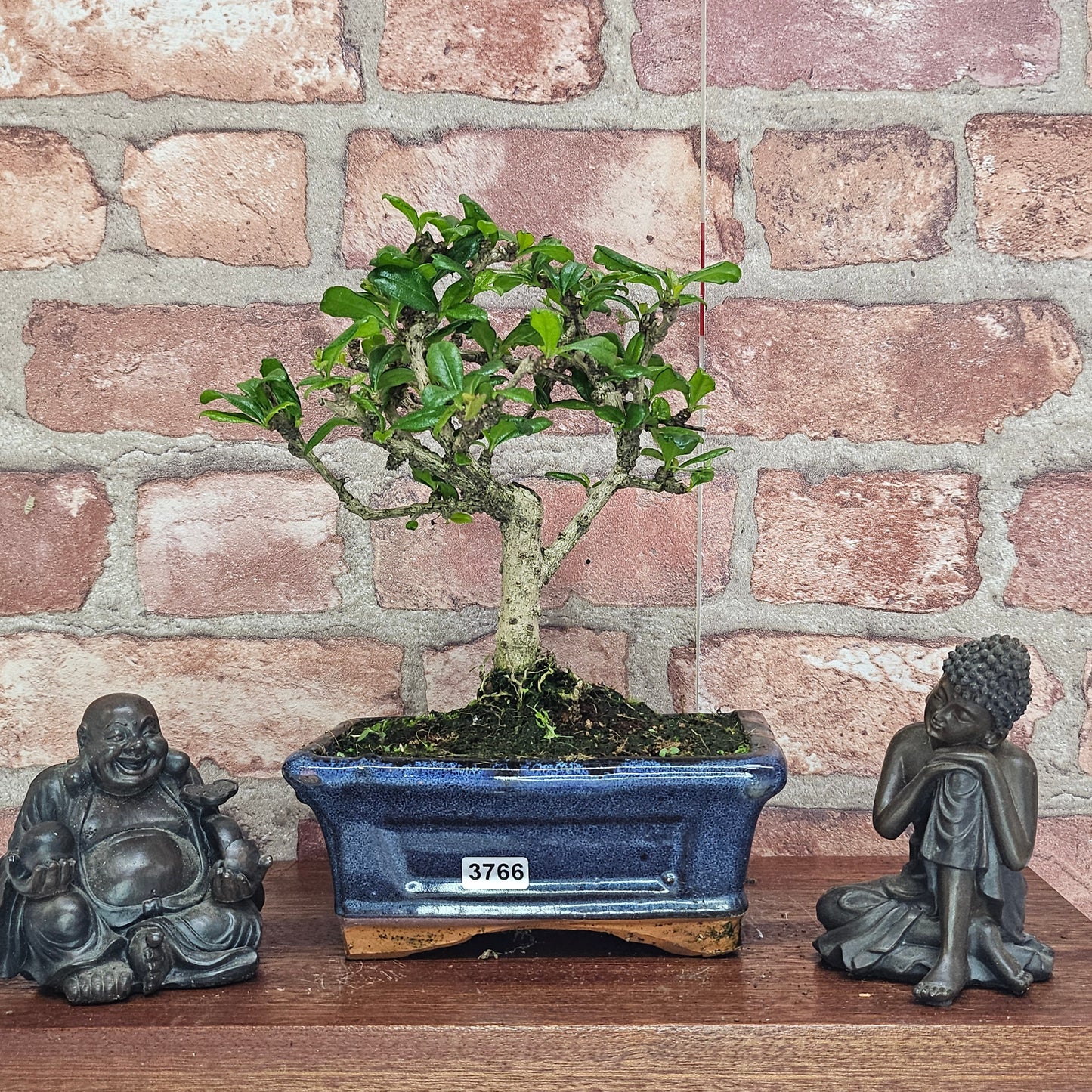 Fukien Tea Tree (Carmona Retusa) Bonsai Tree | Broom | In 15cm Pot