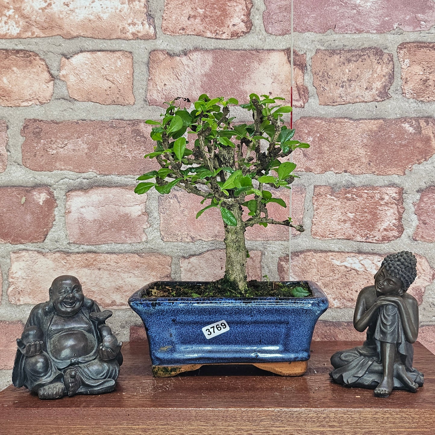 Fukien Tea Tree (Carmona Retusa) Bonsai Tree | Broom | In 15cm Pot
