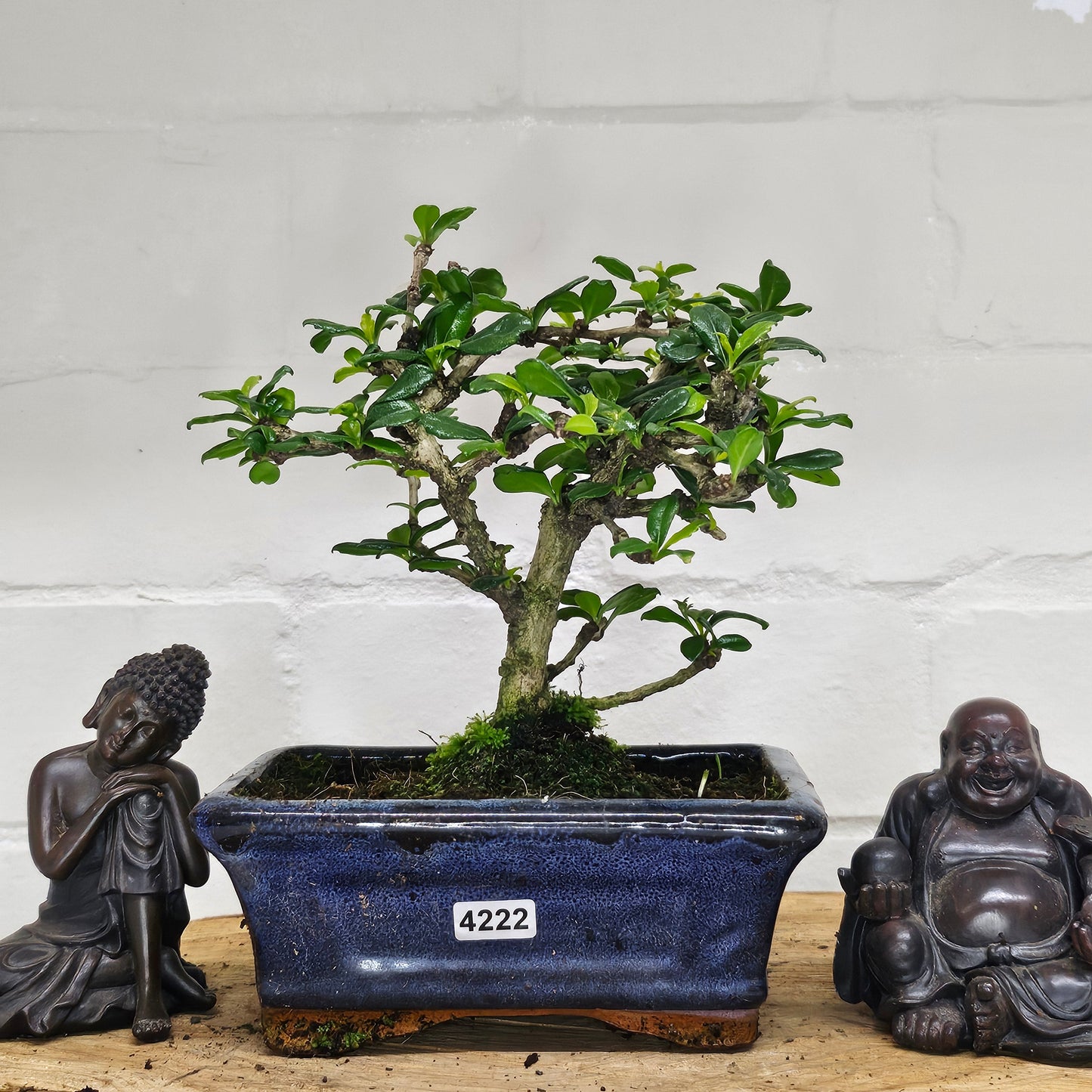 Fukien Tea Tree (Carmona Retusa) Bonsai Tree | Broom | In 15cm Pot