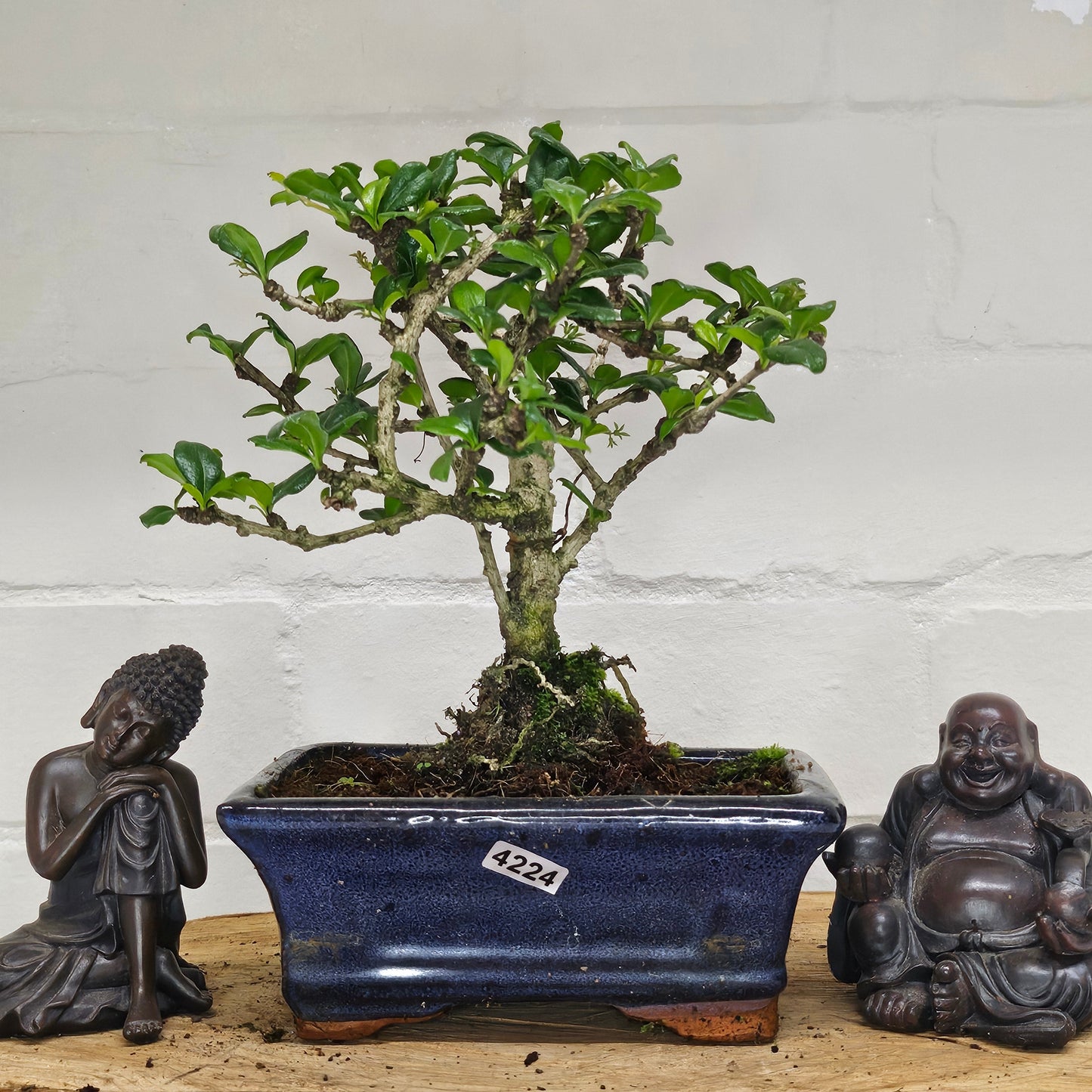 Fukien Tea Tree (Carmona Retusa) Bonsai Tree | Broom | In 15cm Pot