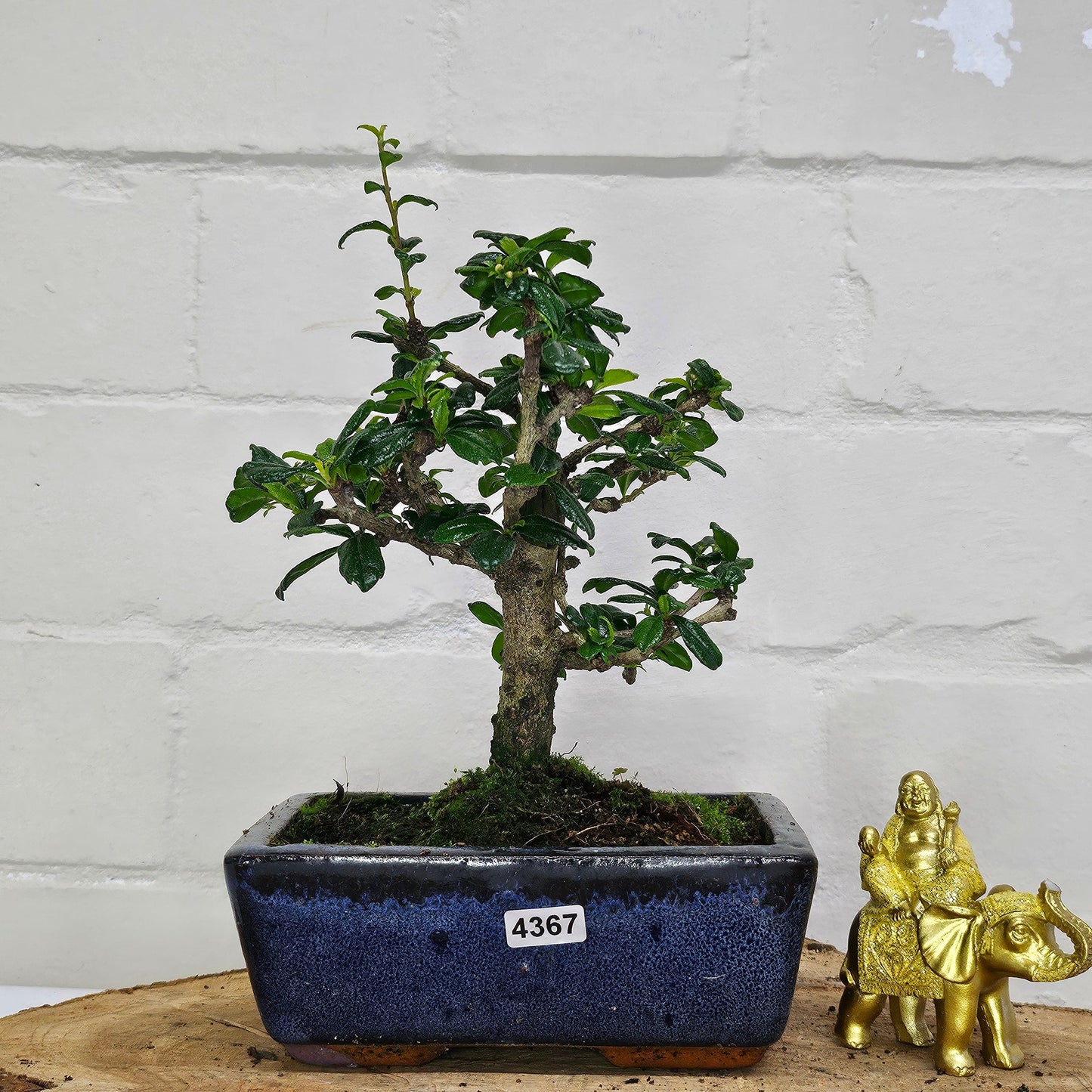 Fukien Tea Tree (Carmona Retusa) Bonsai Tree | Broom | In 15cm Pot