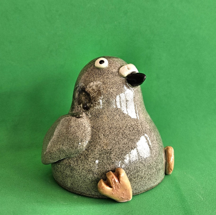 City Pigeon
