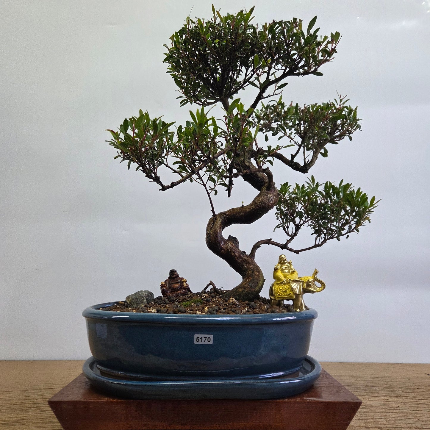 Brush Cherry (Syzygium) Premium Bonsai Tree Bundle | Shaped | In 32cm Pot
