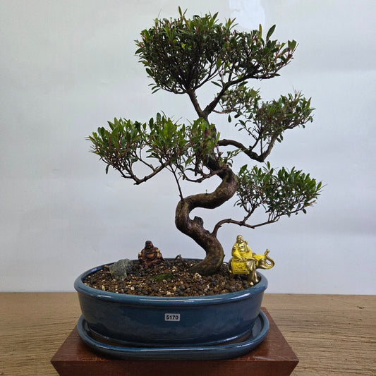 Brush Cherry (Syzygium) Premium Bonsai Tree Bundle | Shaped | In 32cm Pot