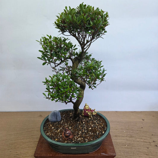 Brush Cherry (Syzygium) Premium Bonsai Tree Bundle | Shaped | In 31cm Pot