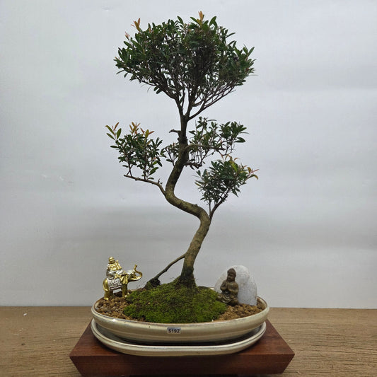 Brush Cherry (Syzygium) Premium Bonsai Tree Bundle | Shaped | In 31cm Pot