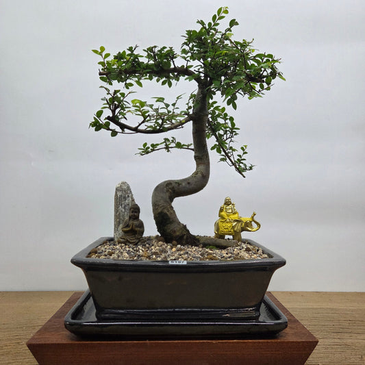 Chinese Elm (Ulmus Parvifolia) Premium Bonsai Tree Bundle | Shaped | In 26cm Pot