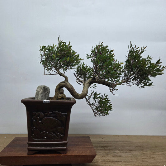 Brush Cherry (Syzygium) Premium Bonsai Tree Bundle | Shaped Cascade | In 20cm Pot