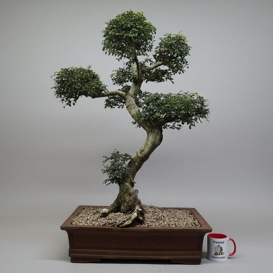 Large Chinese Elm (Ulmus Parvifolia) Bonsai Tree | Shaped Style | Height 110cm | In 60cm Pot