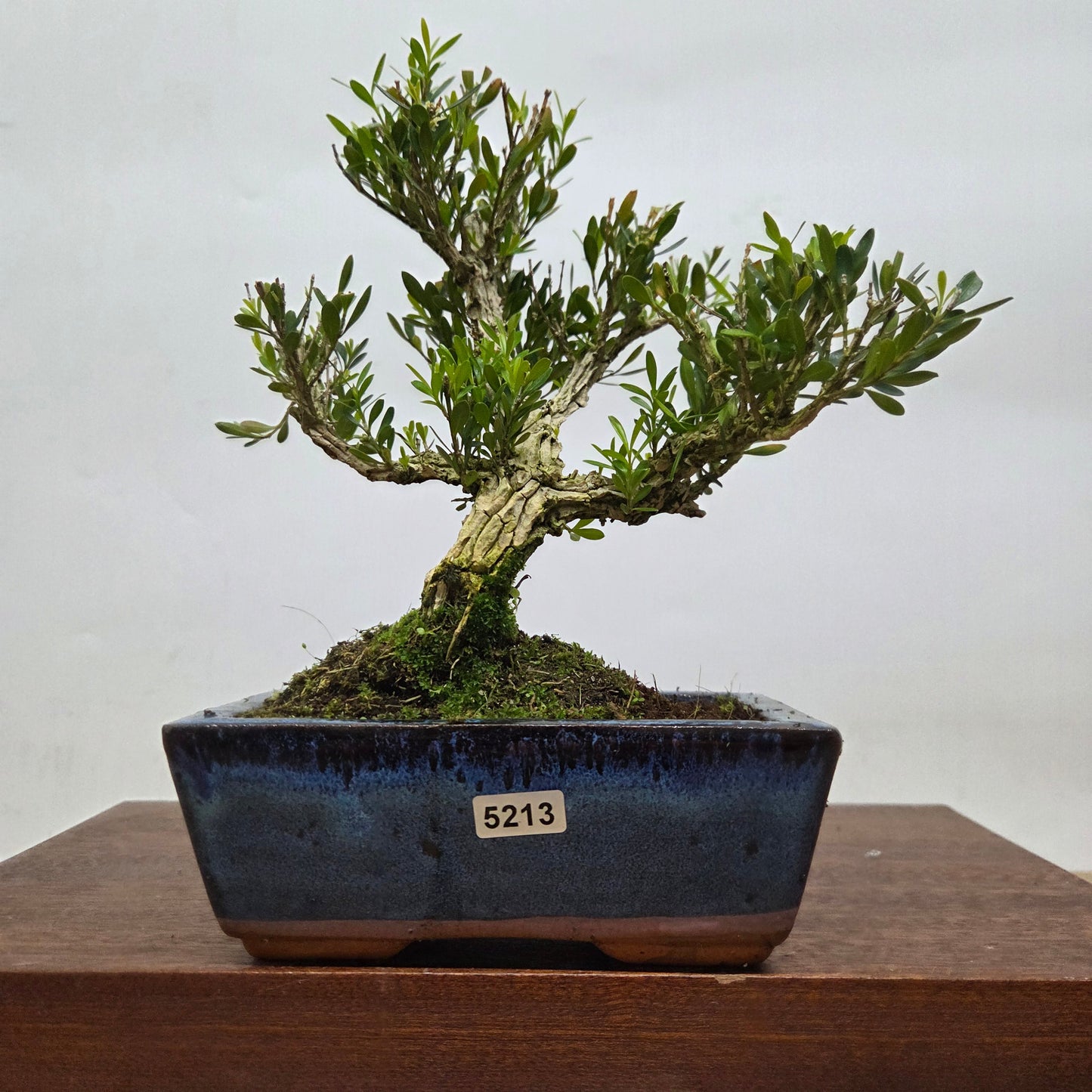 Boxwood (Buxus Harlandii) Bonsai Tree | Clump | In 15cm Pot