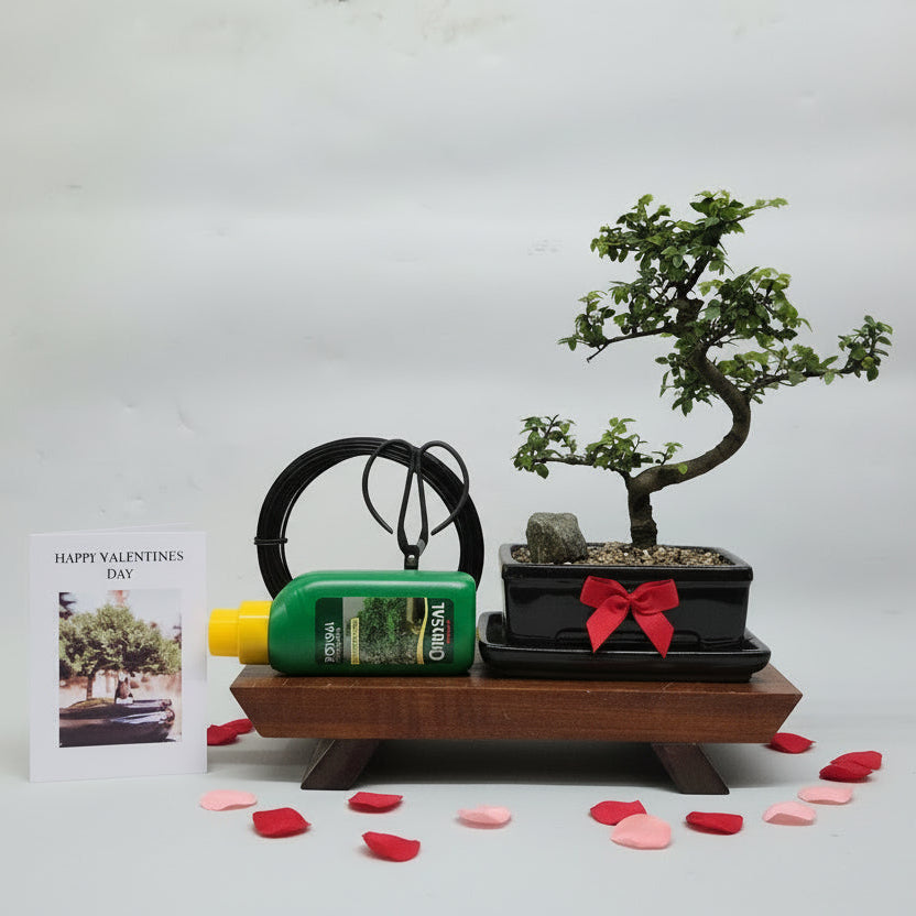 Valentine's Bonsai Starter Bundle | Chinese Elm (Ulmus Parvifolia) | Shaped
