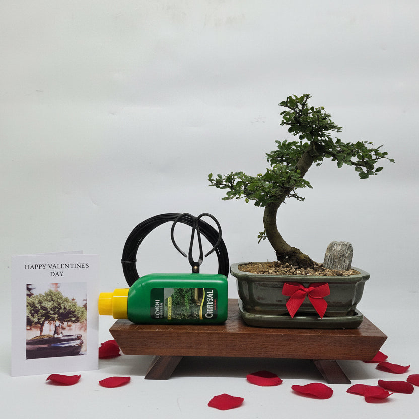 Valentine's Bonsai Starter Bundle | Chinese Elm (Ulmus Parvifolia) | Shaped