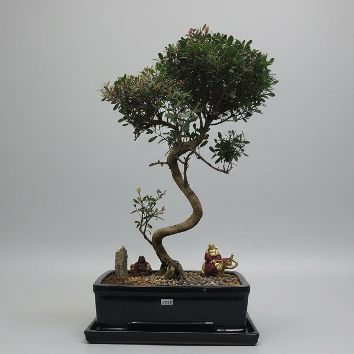 Brush Cherry (Syzygium) Premium Bonsai Tree Bundle | Shaped | In 26cm Pot