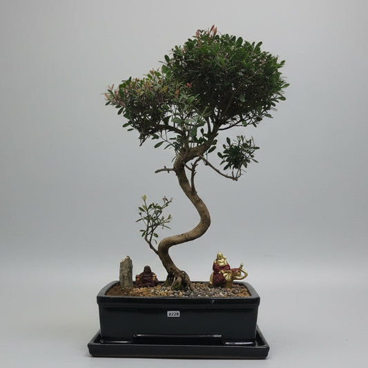 Brush Cherry (Syzygium) Premium Bonsai Tree Bundle | Shaped | In 26cm Pot