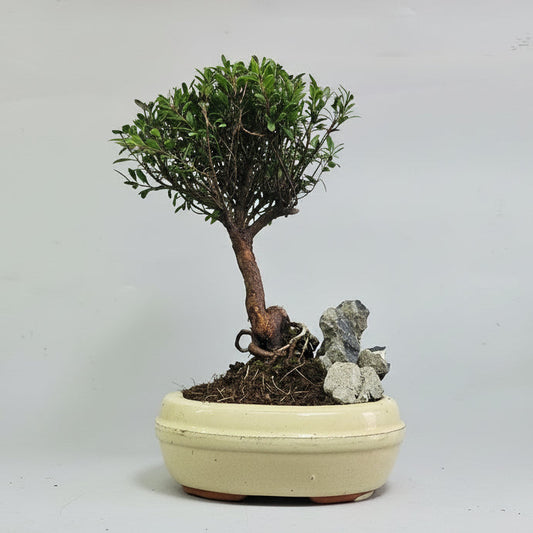 Brush Cherry (Syzygium) Bonsai Tree | Broom | In 16cm Pot With Rock