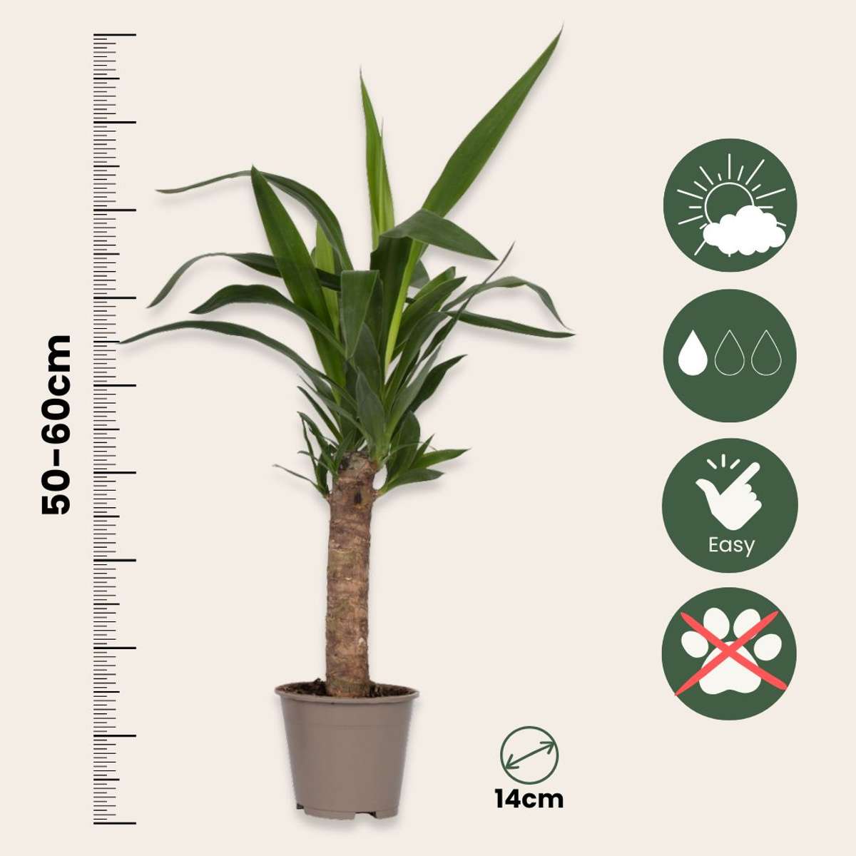 Common Yucca - Yucca elephantipes - Height 50-60cm - ⌀14cm