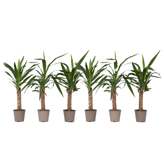 Common Yucca - 6 pcs. - Yucca elephantipes - Height 50-60cm - ⌀14cm