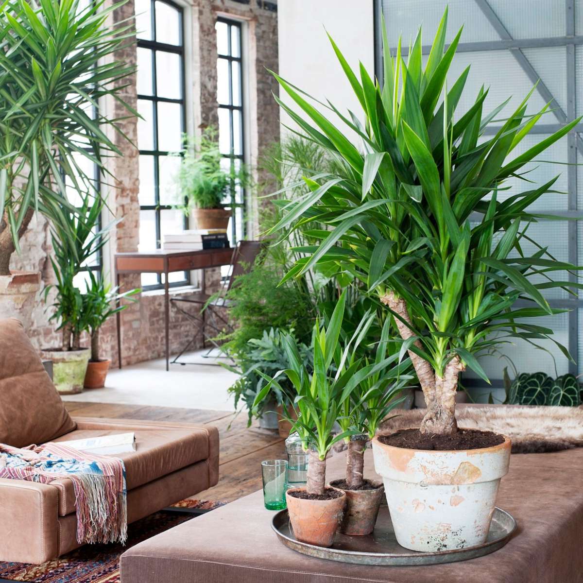 Common Yucca - 2 pcs. - Yucca elephantipes - Height 70-80cm - ⌀17cm
