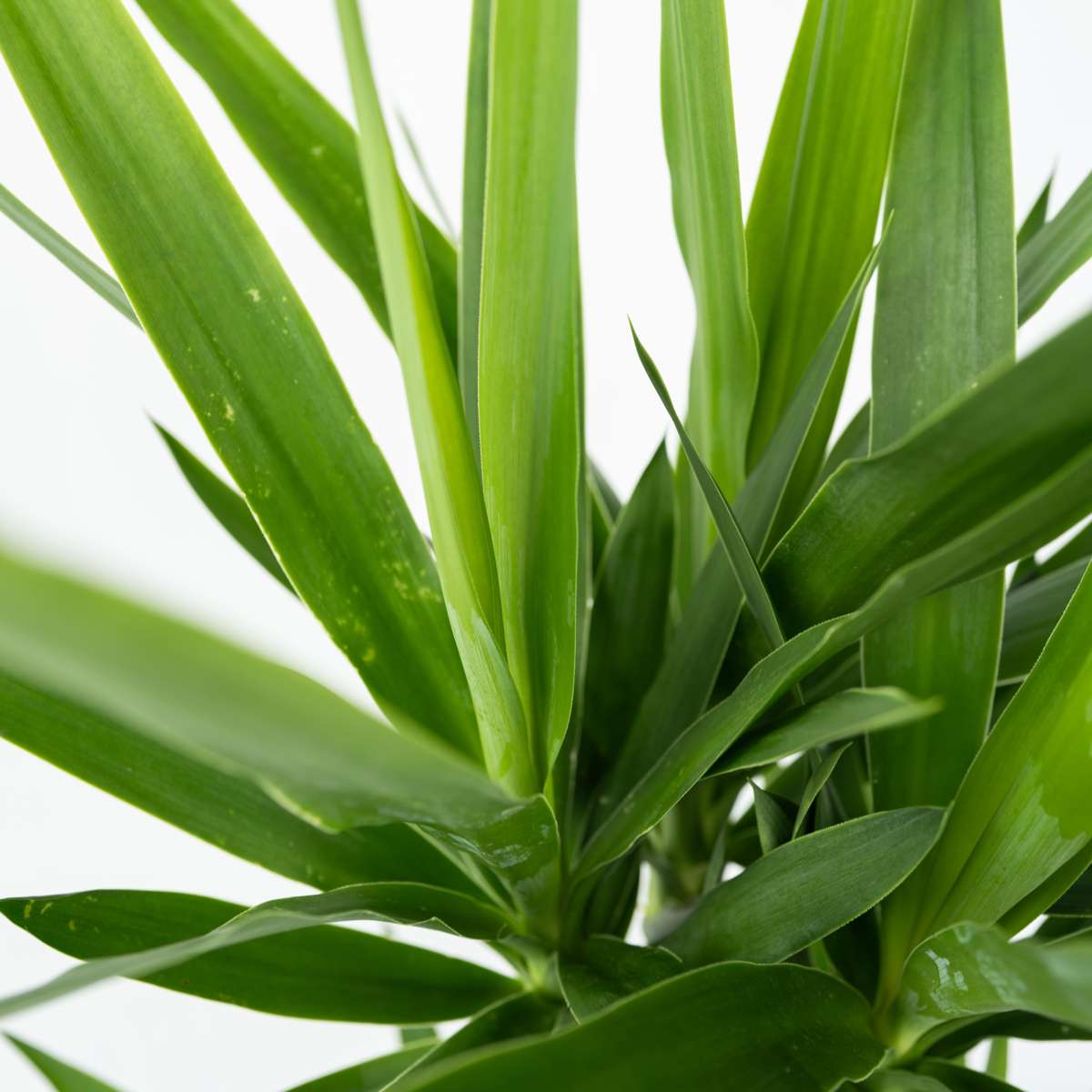 Common Yucca - 2 pcs. - Yucca elephantipes - Height 70-80cm - ⌀17cm