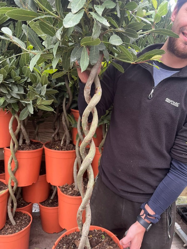 5ft Double Spiral Stem Standard Bay Tree | Laurus nobilis | 130-150cm