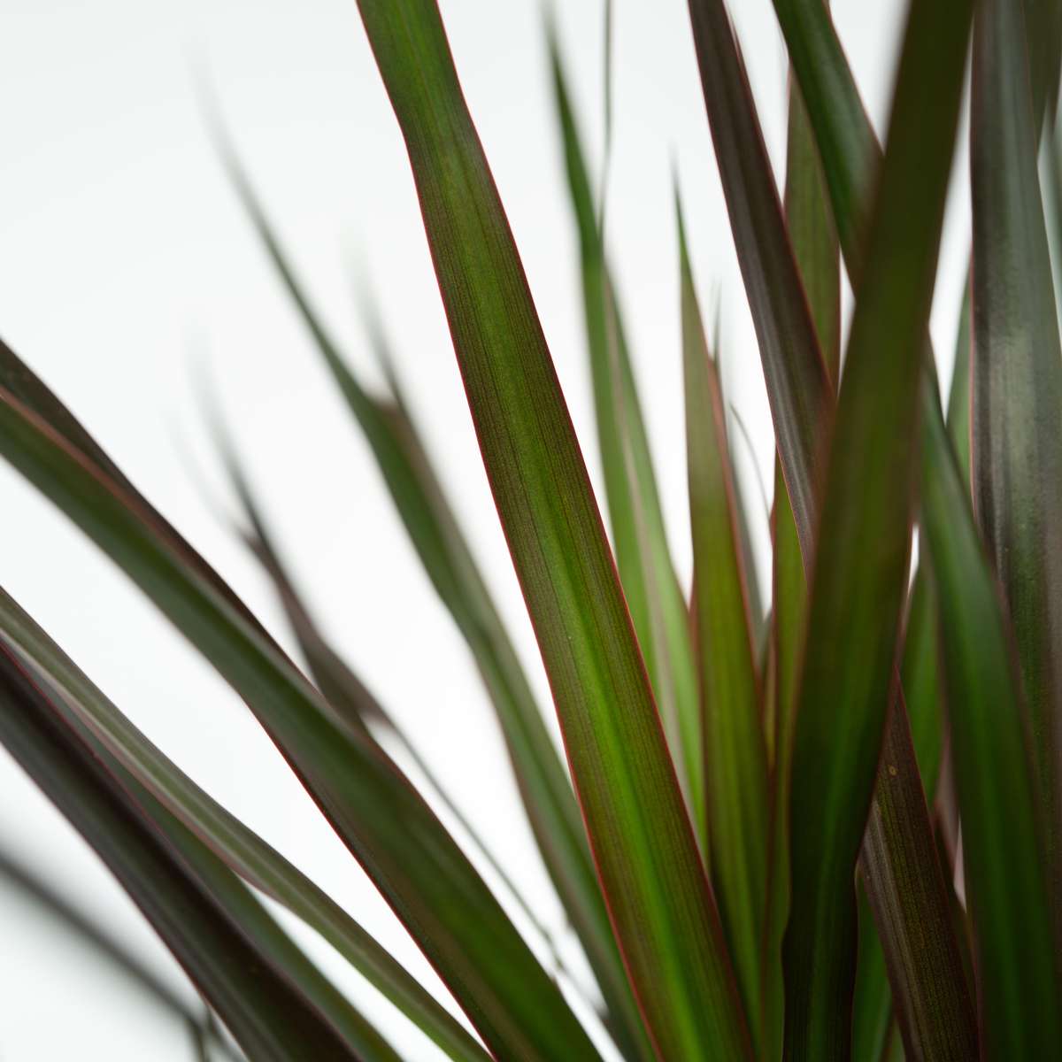 Madagascar Dragon Tree - Dracaena marginata 'Magenta' - Height 70-80cm - ⌀17cm