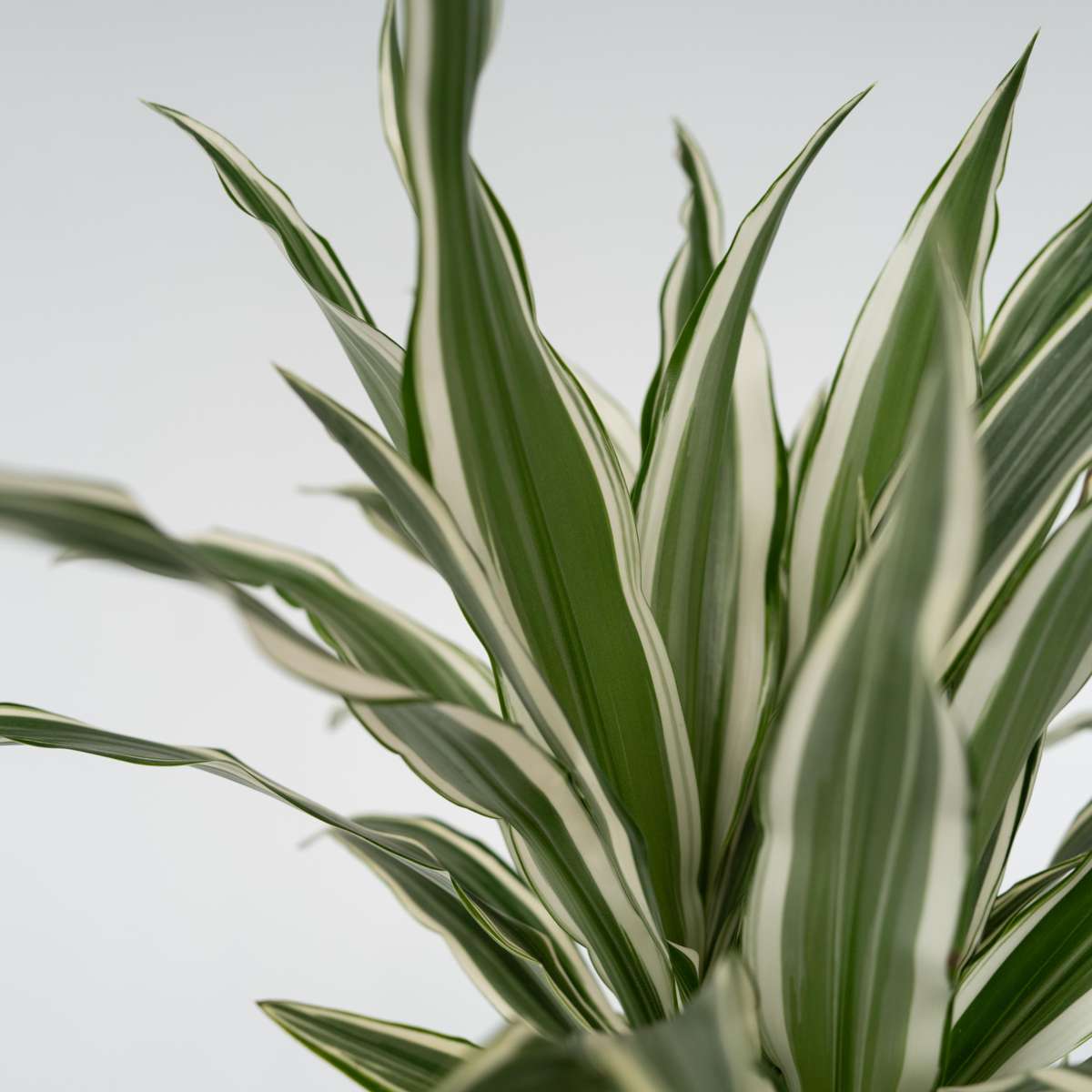 Dragon Tree - 2 pcs. - Dracaena deremensis 'White Stripe' - H60-70cm - ⌀17cm