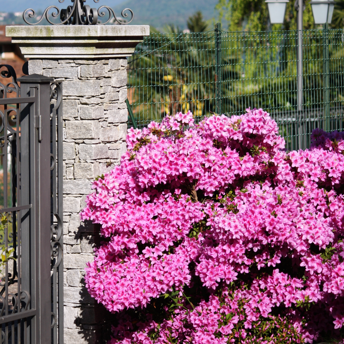 Azalea - 2 pcs. - Rhododendron azalea 'Anouk' - Height 25-40cm - ⌀17cm