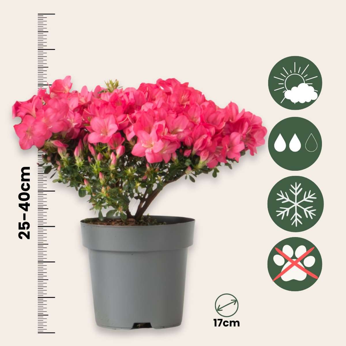 Azalea - 2 pcs. - Rhododendron azalea 'Anouk' - Height 25-40cm - ⌀17cm