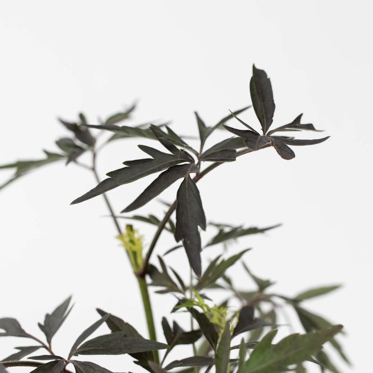 Elder - 2 pcs. - Sambucus nigra 'Black Lace' - Height 25-40cm - ⌀17cm