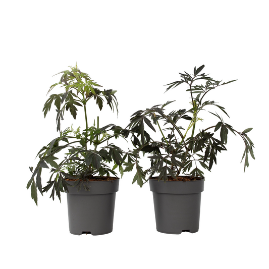 Elder - 4 pcs. - Sambucus nigra 'Black Lace' - Height 25-40cm - ⌀17cm