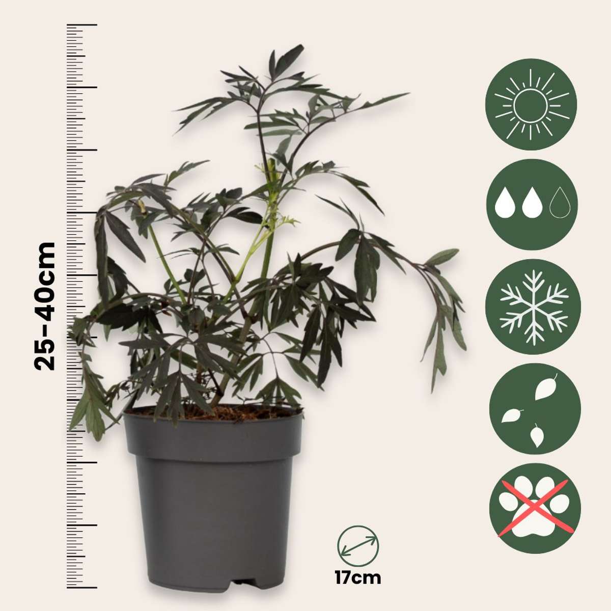 Elder - 4 pcs. - Sambucus nigra 'Black Lace' - Height 25-40cm - ⌀17cm