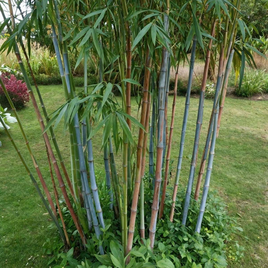 Blue Stem Bamboo - 2 pcs. - Fargesia papyrifera 'Blue Dragon' - H30-40cm - ⌀13cm