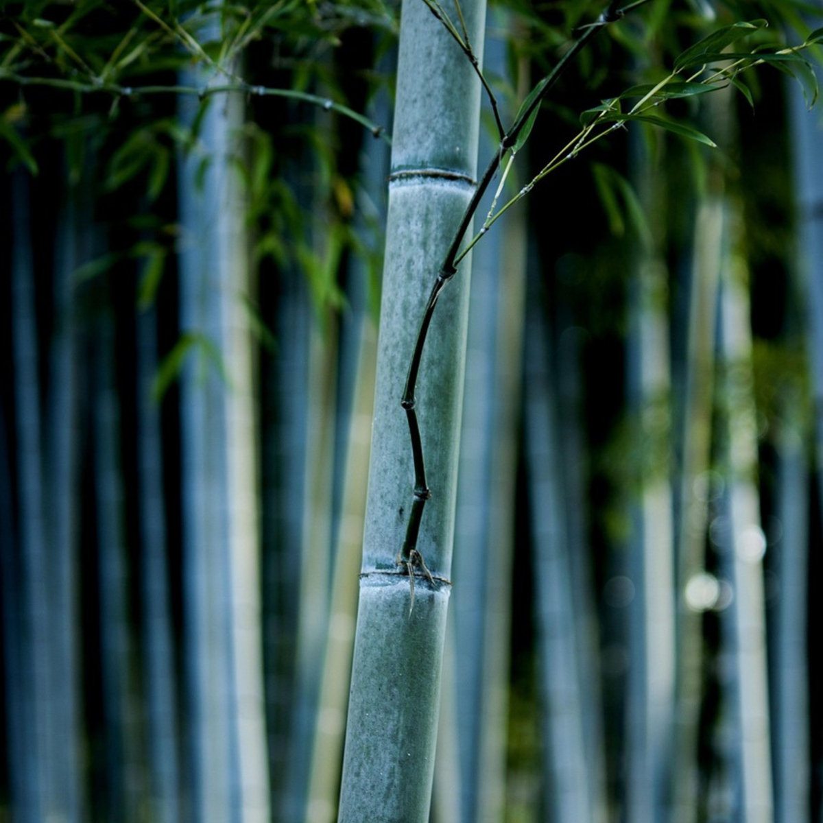 Blue Stem Bamboo - 3 pcs. - Fargesia papyrifera 'Blue Dragon' - H30-40cm - ⌀13cm