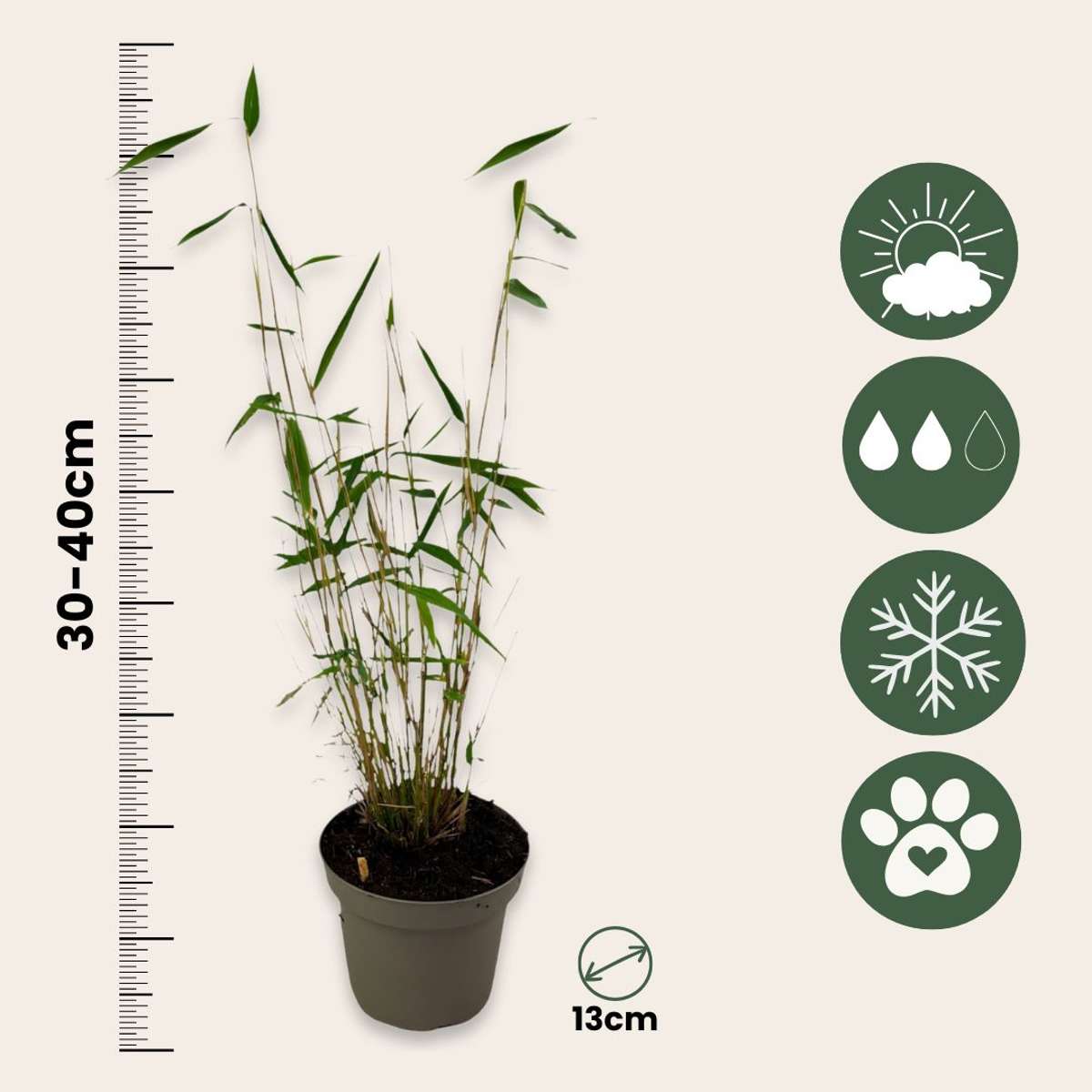 Blue Stem Bamboo - 3 pcs. - Fargesia papyrifera 'Blue Dragon' - H30-40cm - ⌀13cm