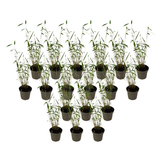 Blue Stem Bamboo - 18 pcs. - Fargesia papyrifera 'Blue Dragon - H30-40cm - ⌀13cm
