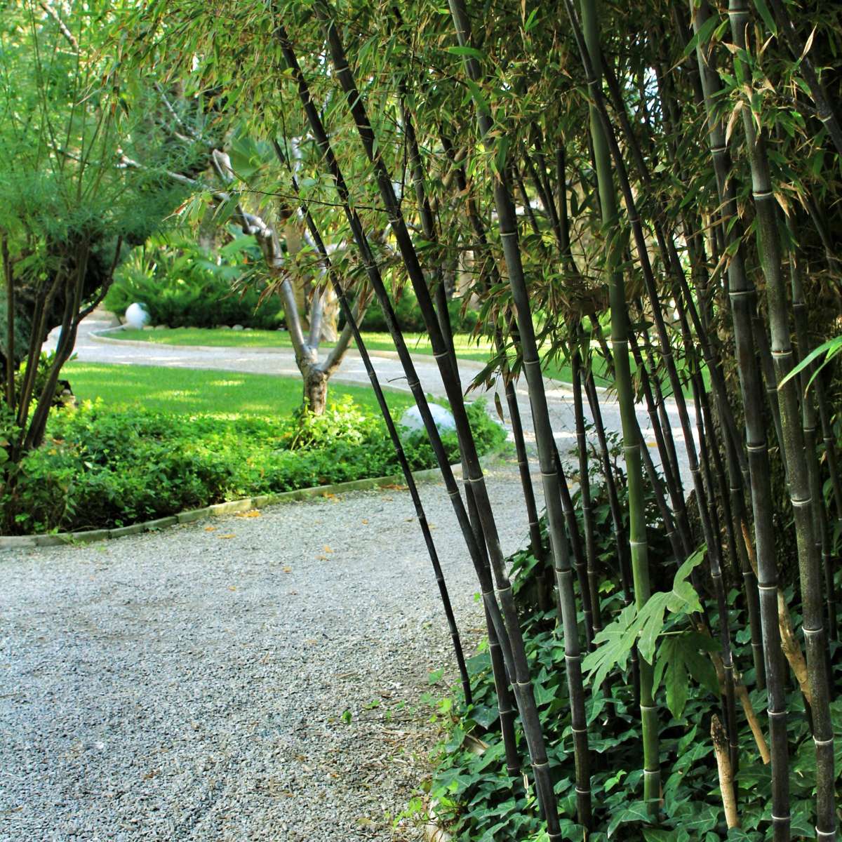 Bamboo - 3 pcs - Fargesia nitida 'Black Dragon' - Height 25-40cm - ⌀14cm