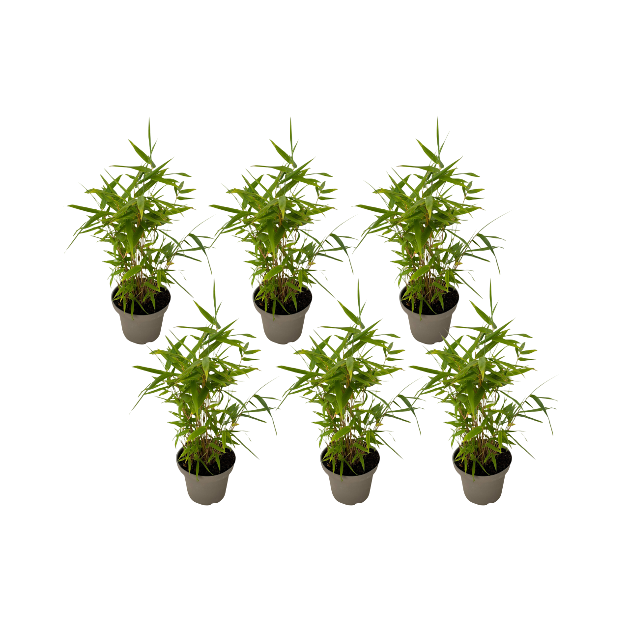 Bamboo - 6 pcs - Fargesia nitida 'Black Dragon' - Height 25-40cm - ⌀14cm