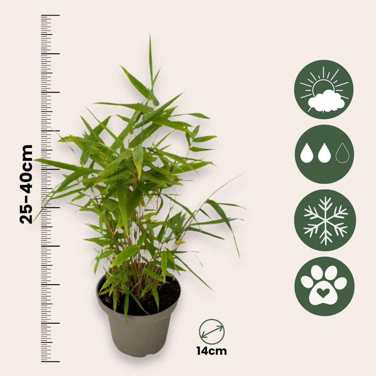 Bamboo - 6 pcs - Fargesia nitida 'Black Dragon' - Height 25-40cm - ⌀14cm