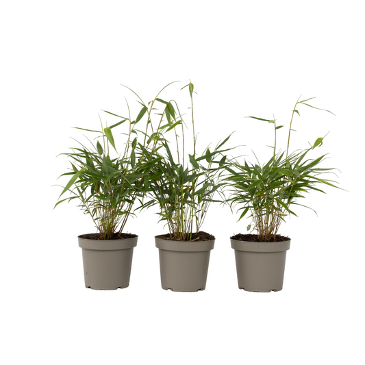 Umbrella Bamboo - 3 pcs. - Fargesia 'Asian Wonder' - Height 25-40cm - ⌀13cm