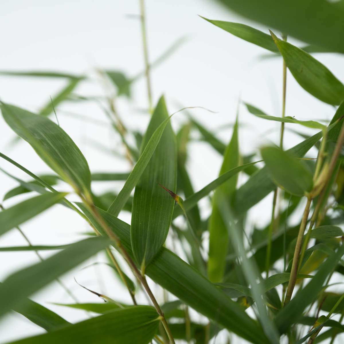 Umbrella Bamboo - 6 pcs. - Fargesia 'Asian Wonder' - Height 25-40cm - ⌀13cm