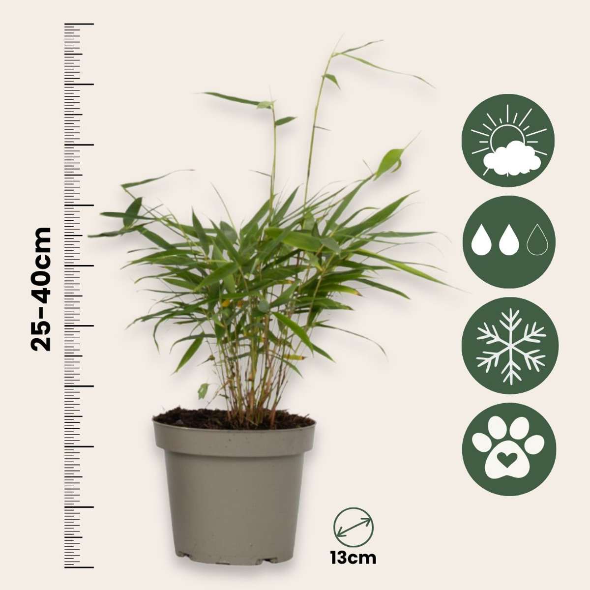 Umbrella Bamboo - 18 pcs. - Fargesia 'Asian Wonder' - Height 25-40cm - ⌀13cm