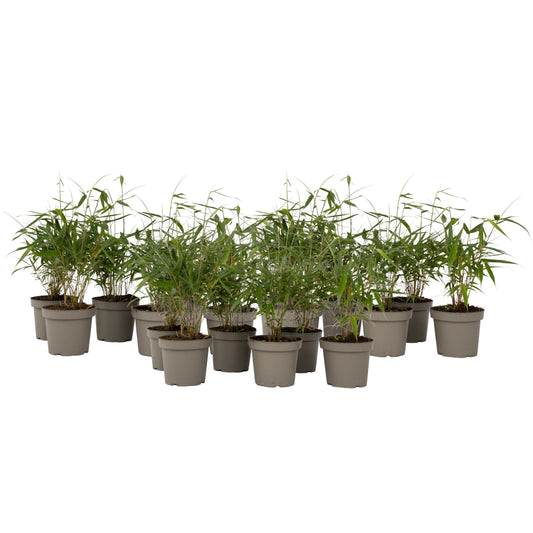 Umbrella Bamboo - 18 pcs. - Fargesia 'Asian Wonder' - Height 25-40cm - ⌀13cm