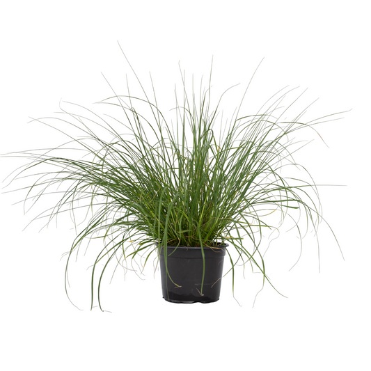 Fountain Grass - Pennisetum alopecuroides 'Hameln' - Height 20-30cm - ⌀23cm