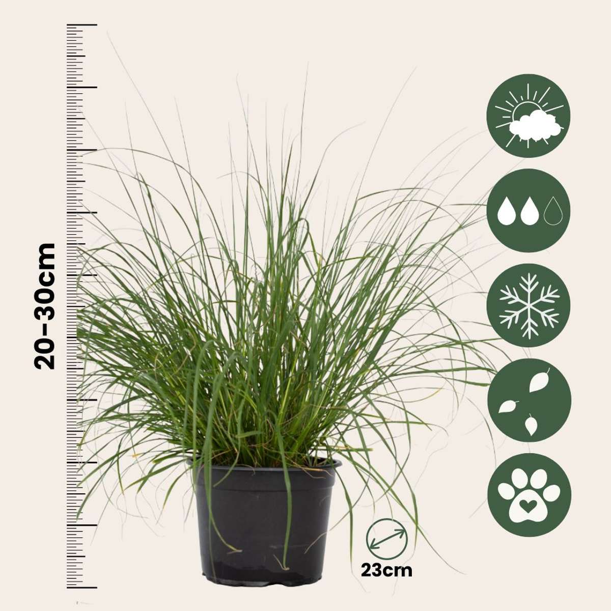 Fountain Grass - Pennisetum alopecuroides 'Hameln' - Height 20-30cm - ⌀23cm